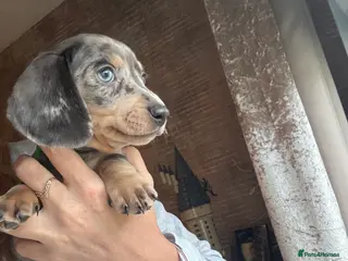 Miniature Dachshund dogs Miniature dachshund puppies - Advert 15