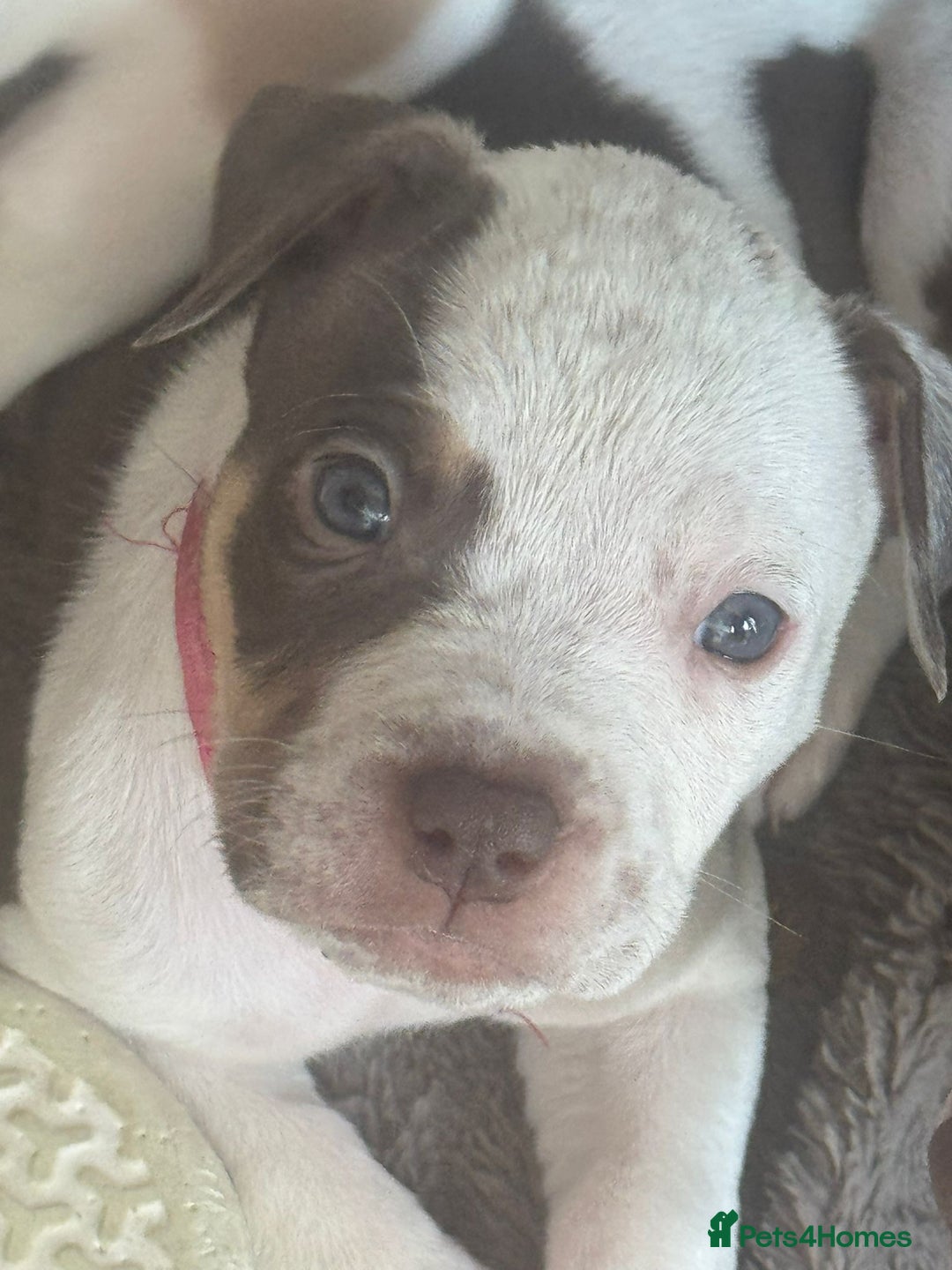 American Bulldog dogs for sale: 11 beautiful American bulldogs puppies. - Image 11