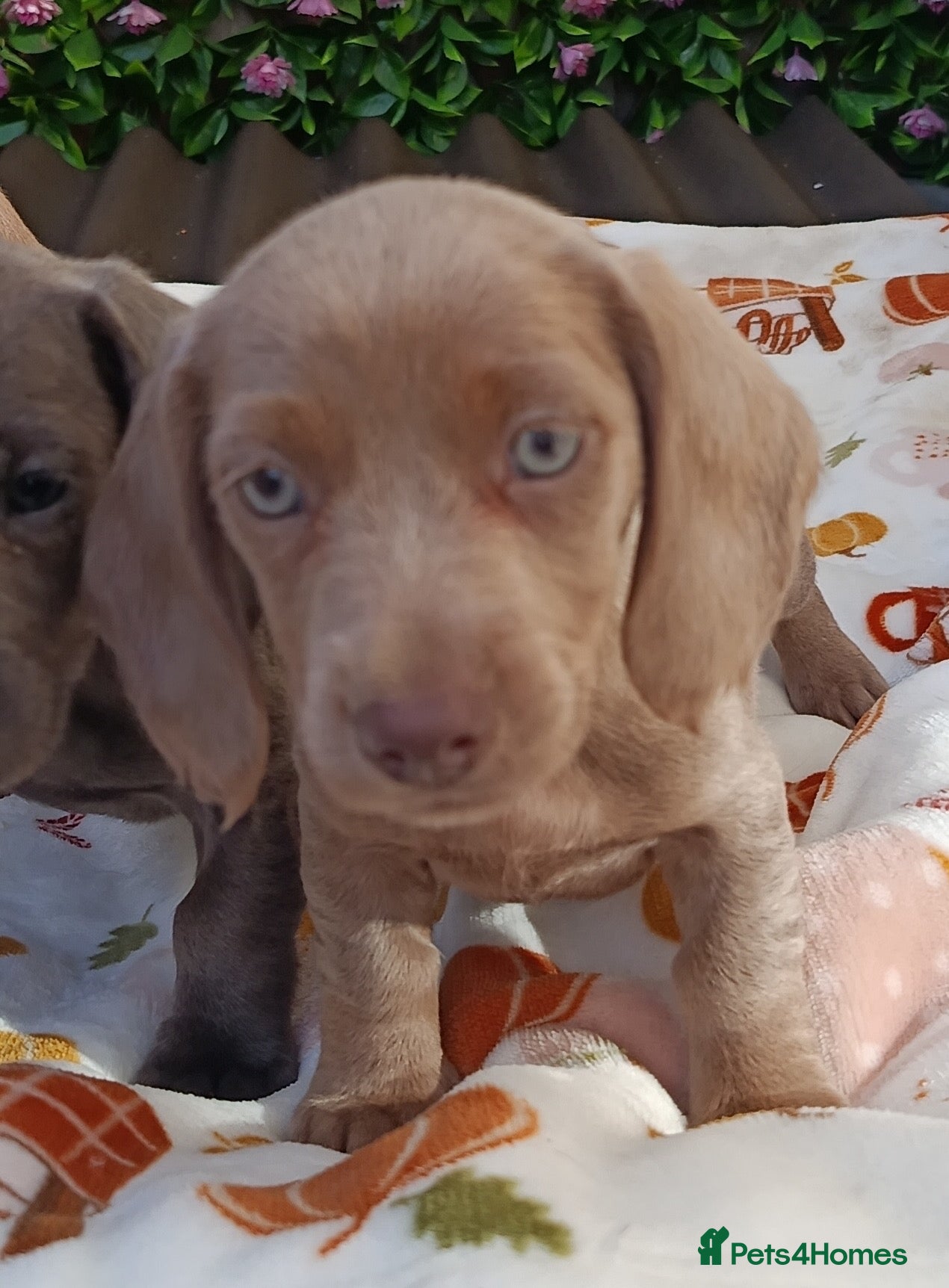 Miniature Dachshund dogs A QUALITY LITTER MINI KC REG HEALTH TESTED - Advert 2