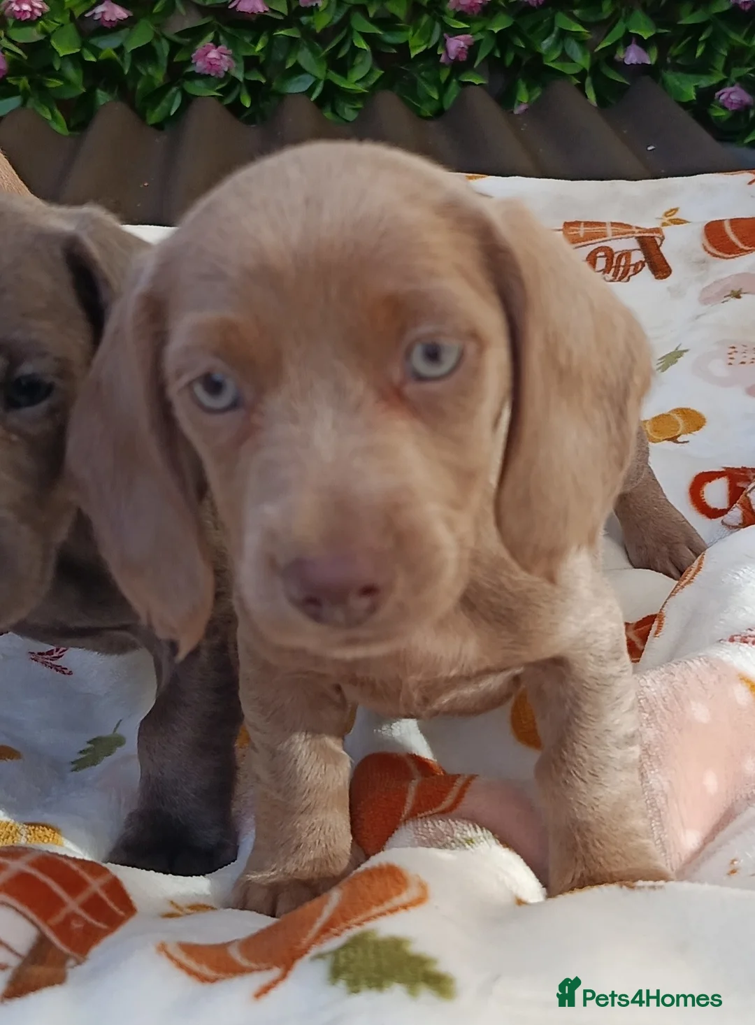 Miniature Dachshund dogs for sale: A QUALITY LITTER MINI KC REG HEALTH TESTED - Advert 2