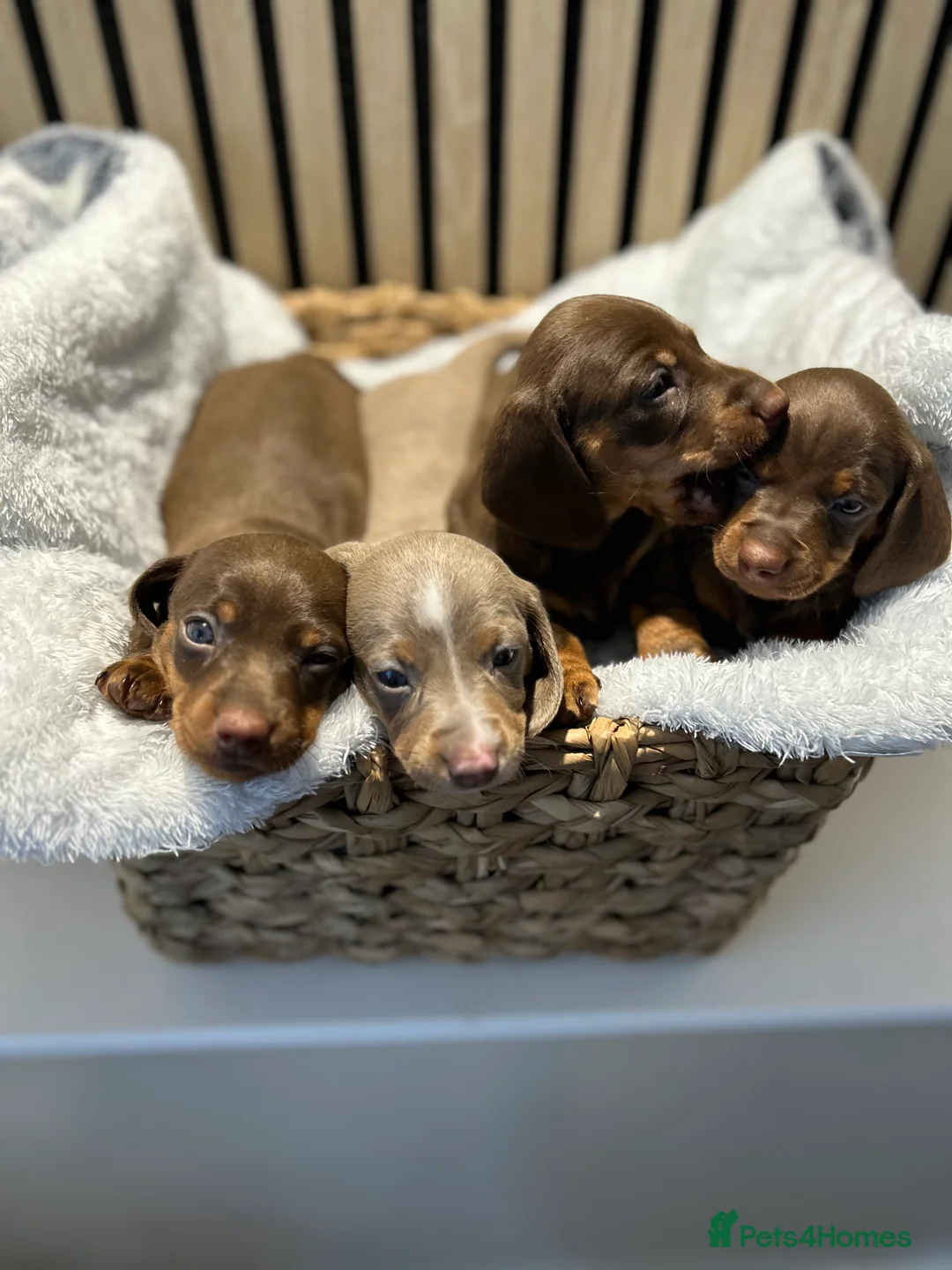 Miniature Dachshund dogs for sale: 4 beautiful miniature dachshund puppies - Advert 3