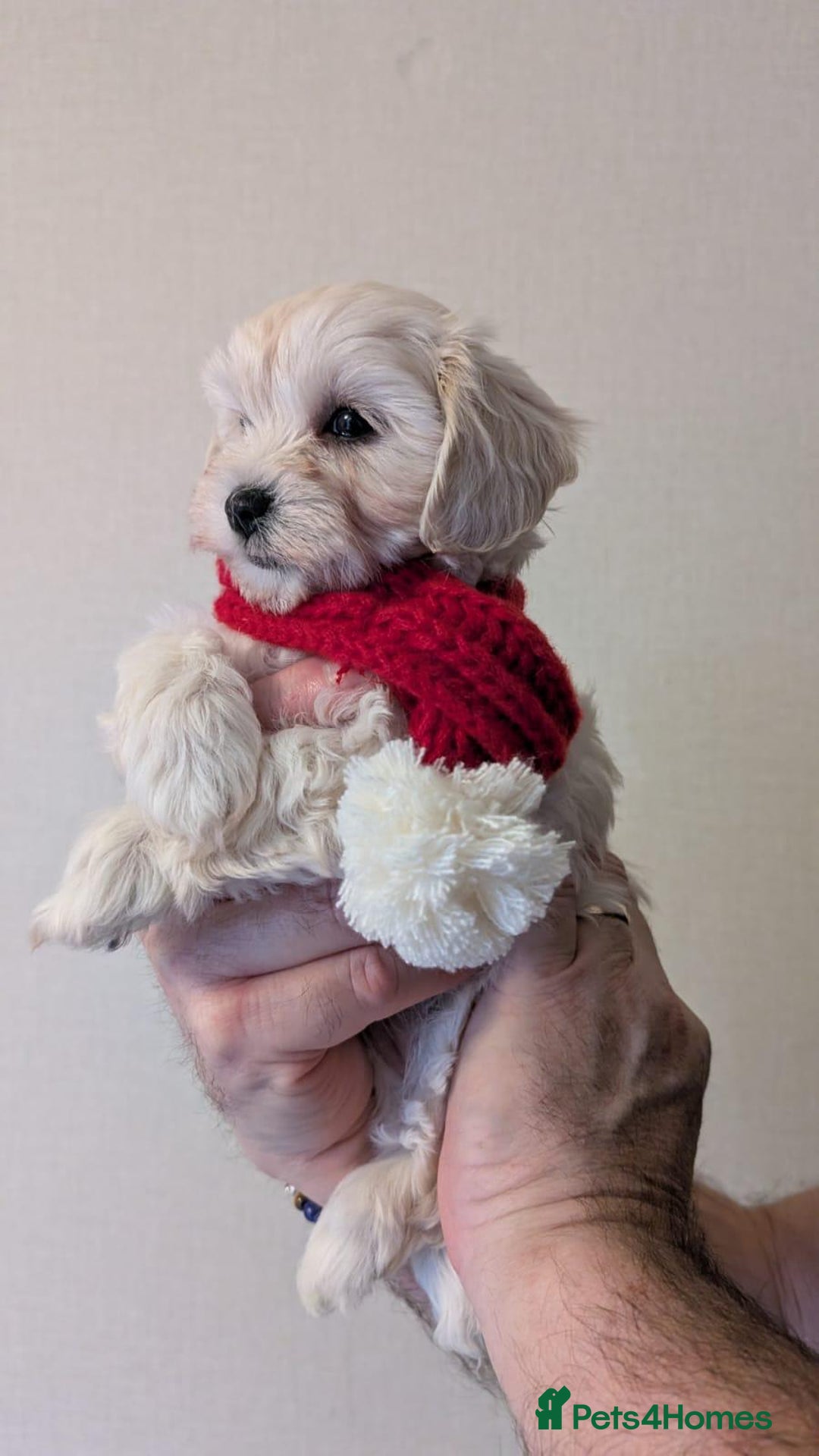 Maltipoo dogs for sale: Stunning Apricot Maltipoos  - Advert 12