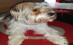 Yorkshire Terrier dogs for sale: Outstanding Yorkshire terrier biewer  - Image 2