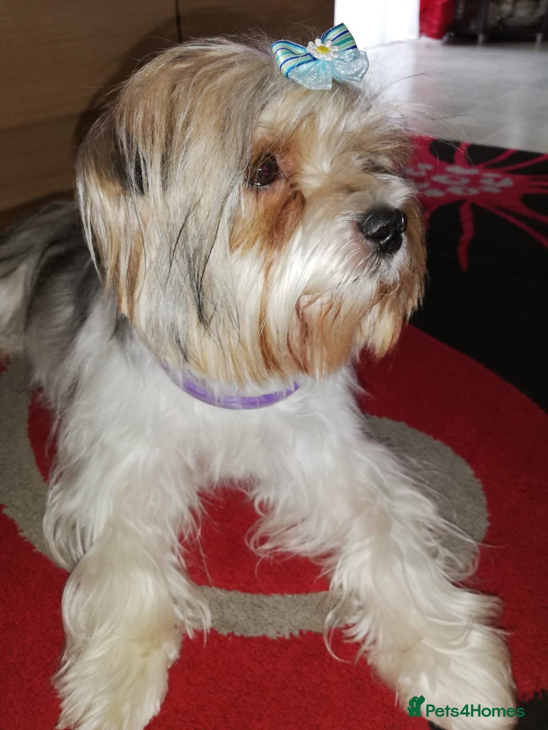 Yorkshire Terrier dogs for sale: Outstanding Yorkshire terrier biewer  - Image 2