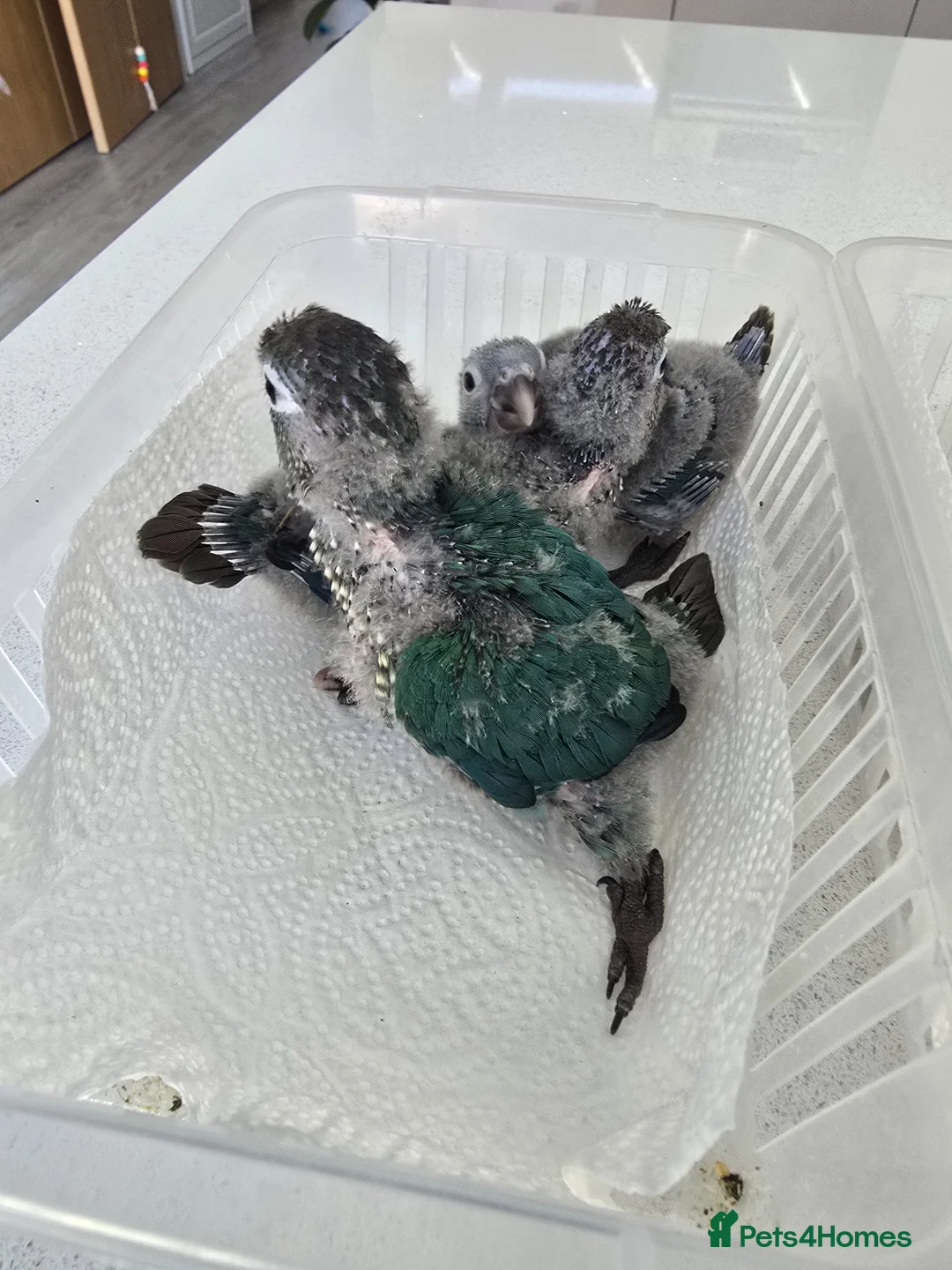 Conures birds for sale: Handreared and tame baby conure parrots - Advert 2