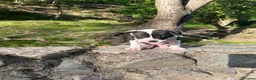 Mixed Breed dogs for sale: Beautiful mixed dog  - Advert 2