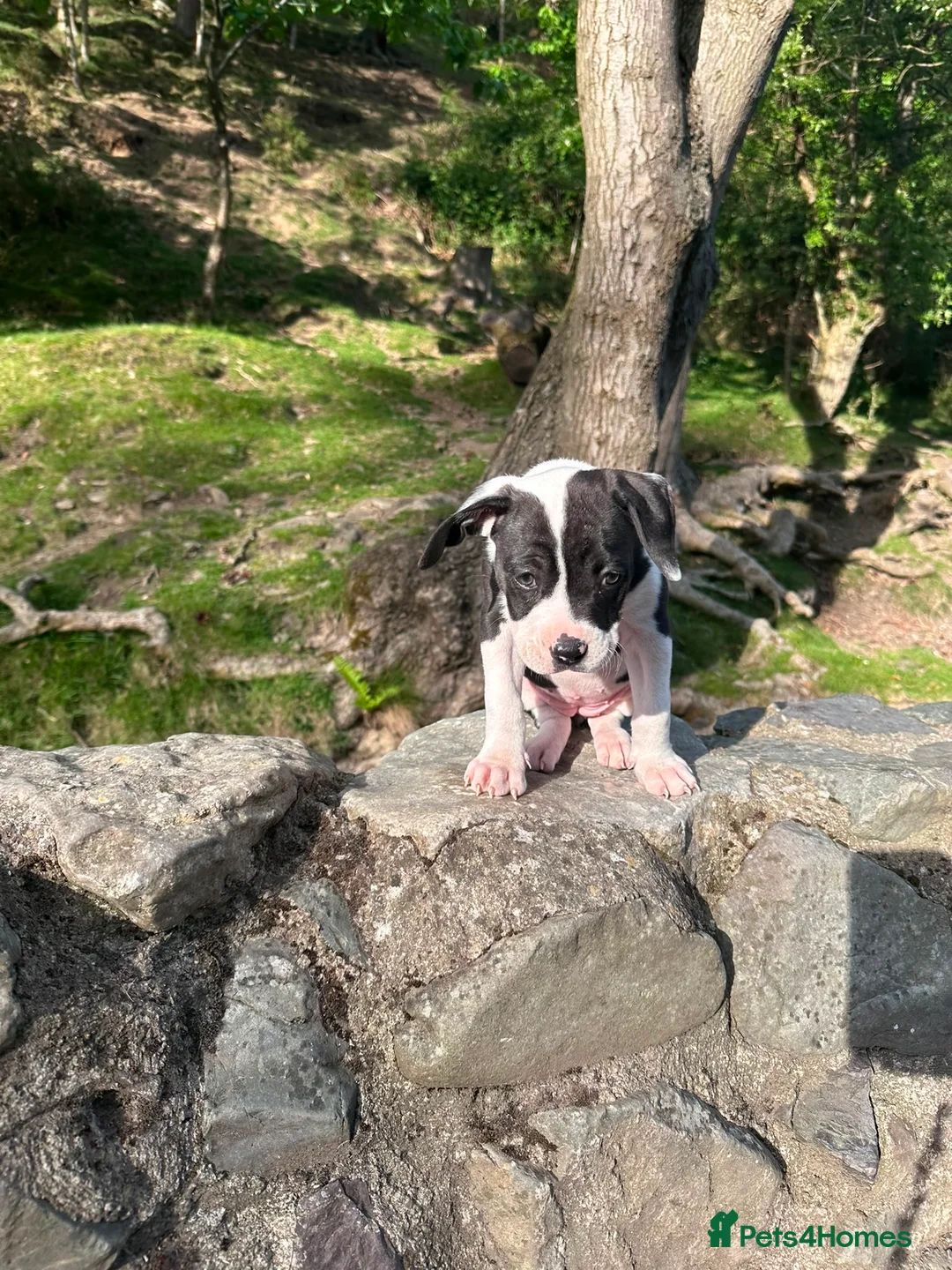 Mixed Breed dogs for sale: Beautiful mixed dog  - Advert 2