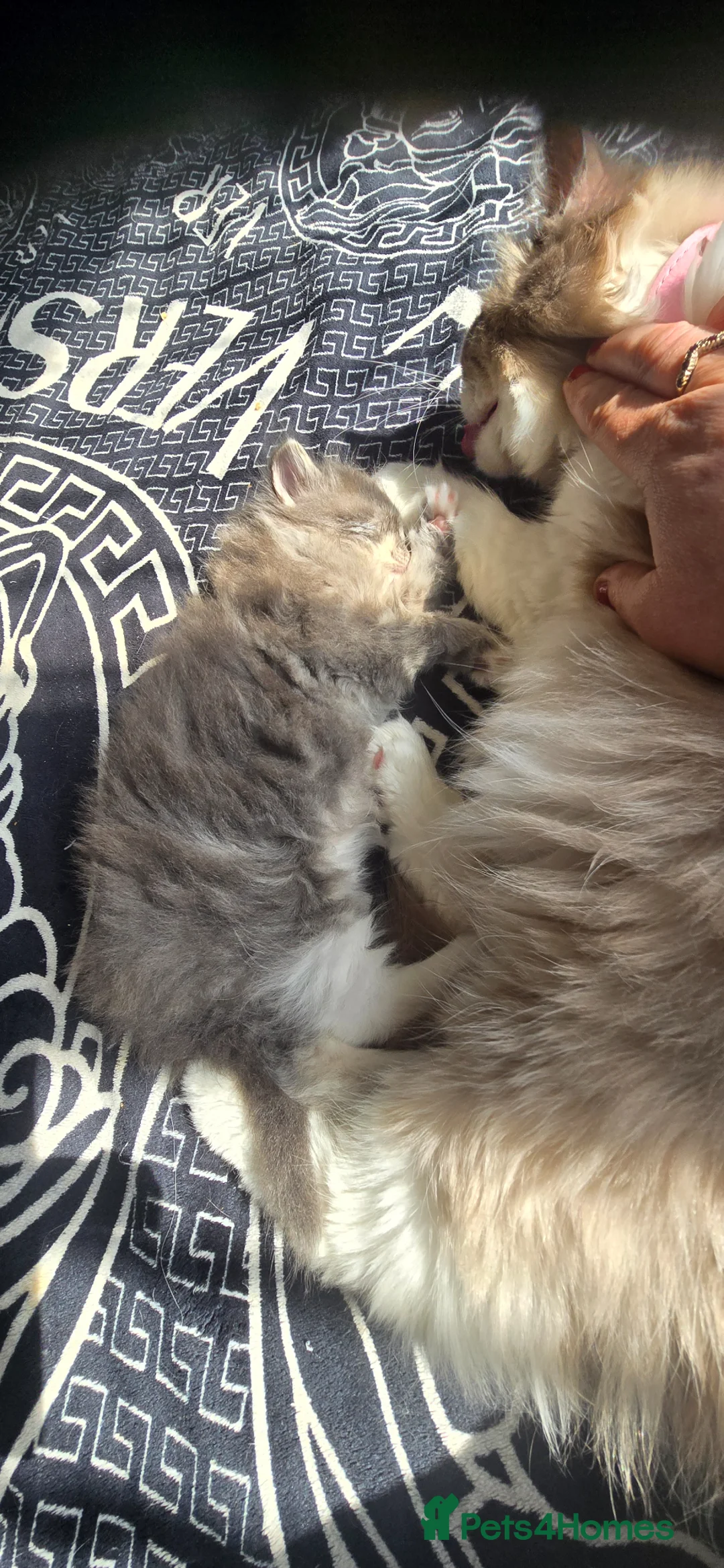Ragdoll cats for sale: Ragdoll - Advert 2