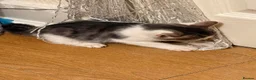 Bengal cats for sale: Beautiful bengal  in Sidcup - Advert 7