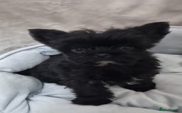 Yorkshire Terrier dogs for sale: Yorkshire Terrier puppies  - Image 7