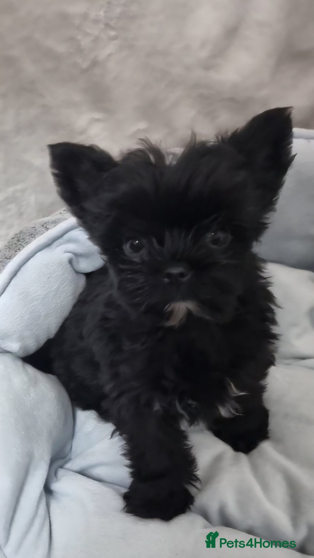 Yorkshire Terrier dogs for sale: Yorkshire Terrier puppies  - Image 7