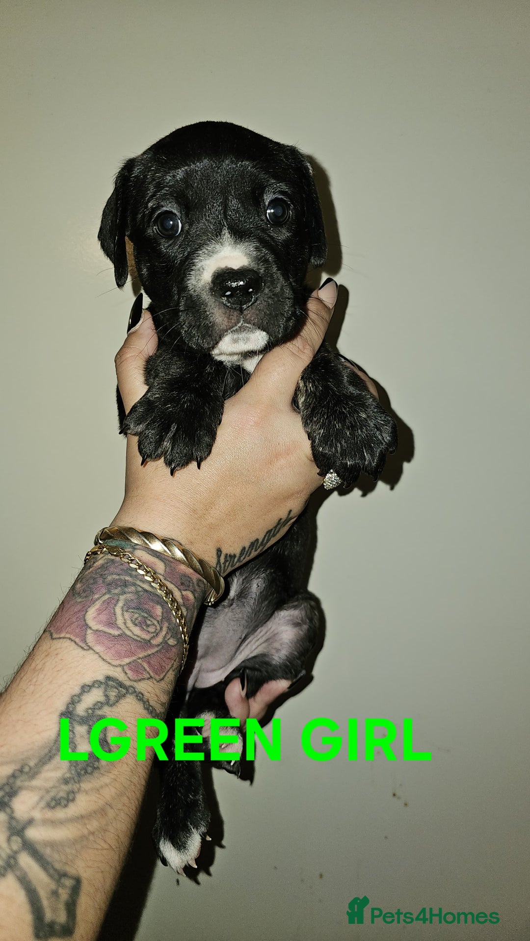 Bullmastiff dogs for sale: 11 Bullmastiff puppies for sale - Advert 1