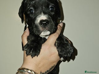 Bullmastiff dogs 11 Bullmastiff puppies for sale - Advert 10