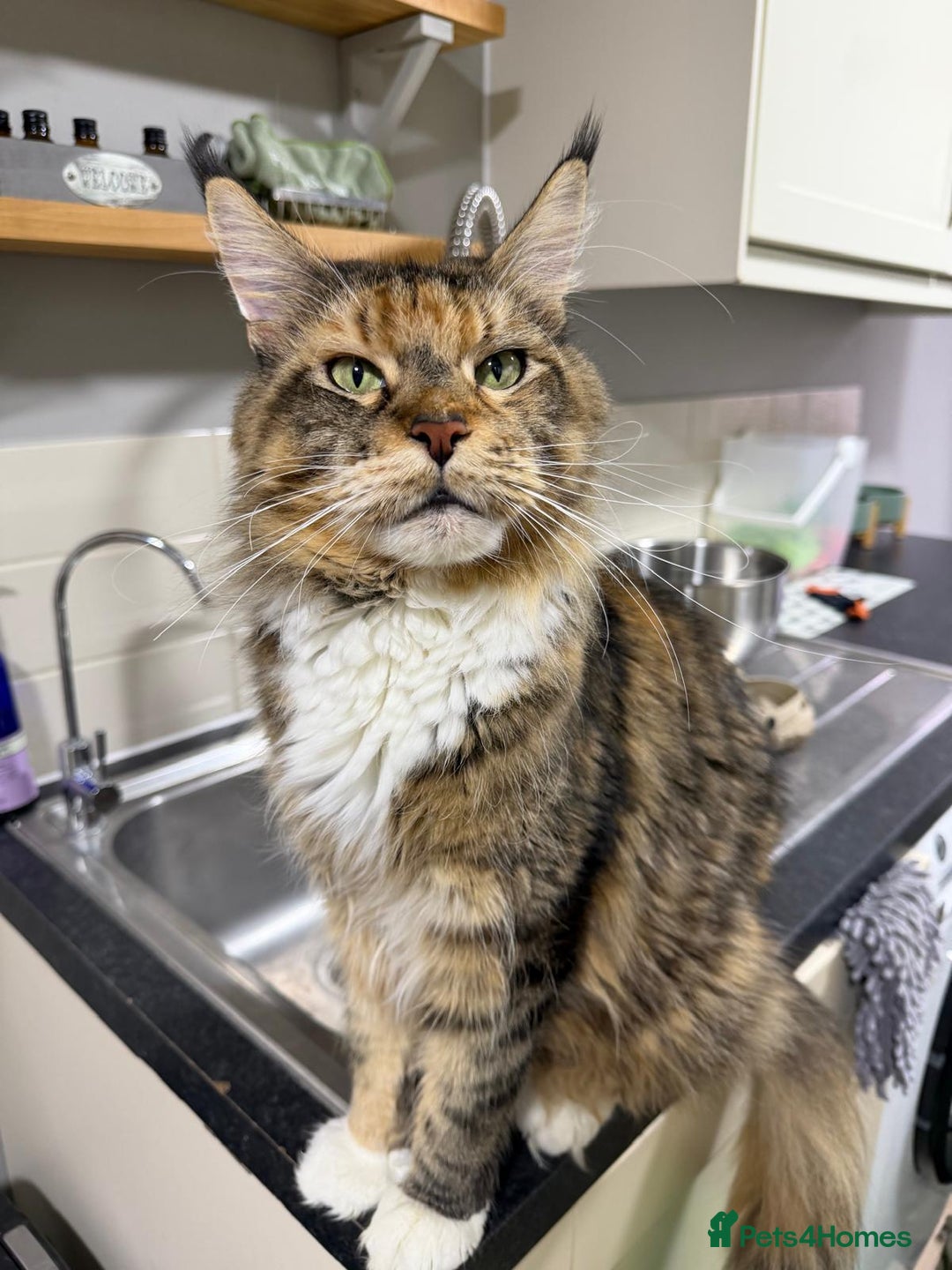 Maine Coon cats for sale: Beautiful friendly Maine Coon cross Kittens  - Advert 20