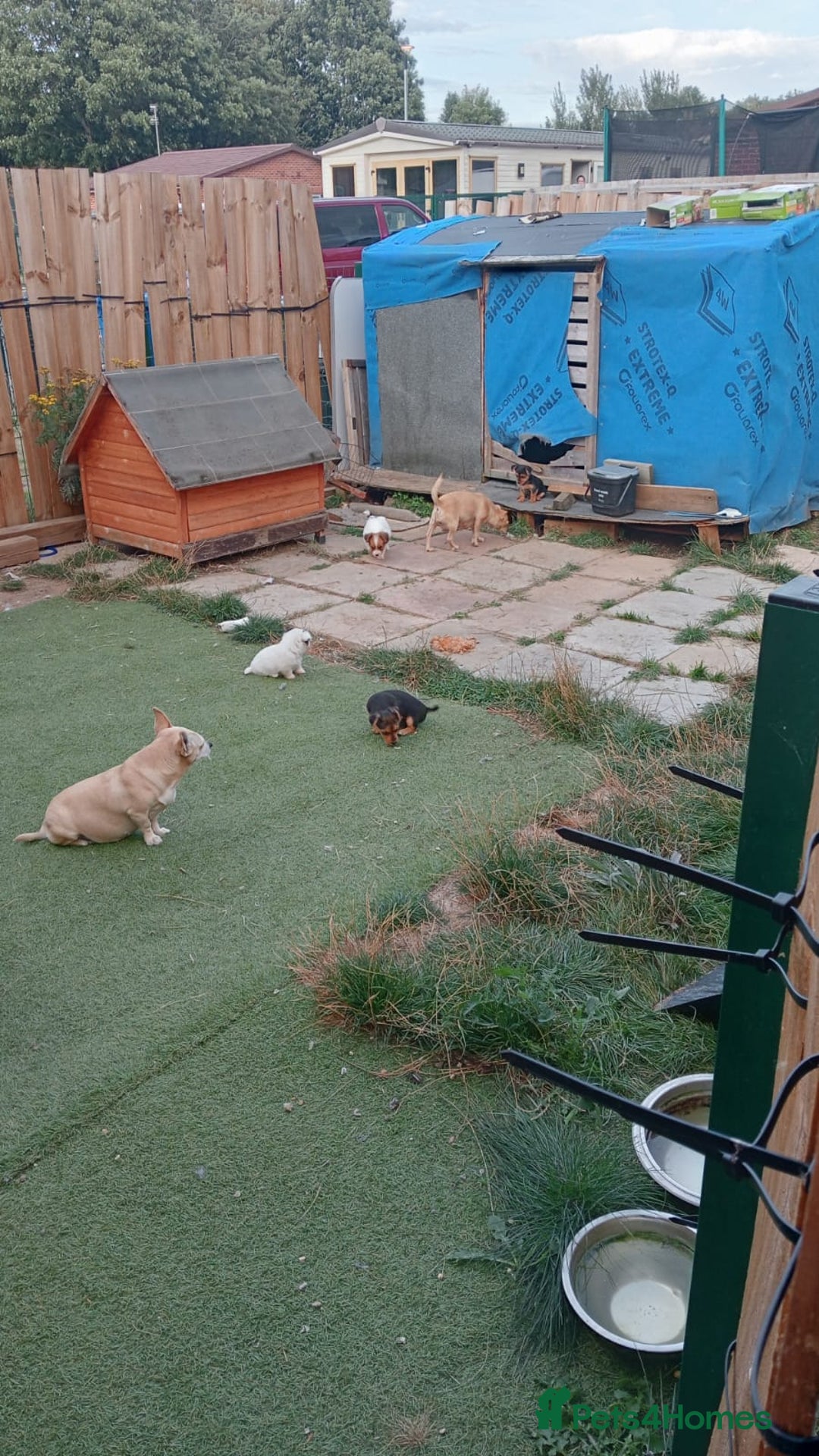 Mixed Breed dogs for sale: Chihuahua x Norfolk terrier puppies for sale - Image 5
