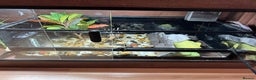 Turtle reptiles for sale: African dwarf mud turtles  - Advert 4