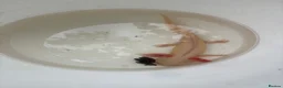 Axolotl reptiles for sale: Male axolotl  - Advert 1