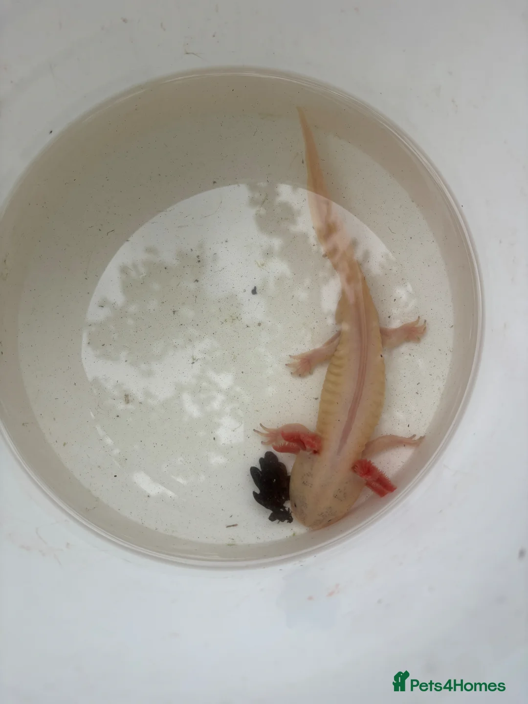 Axolotl reptiles for sale: Male axolotl  - Advert 1