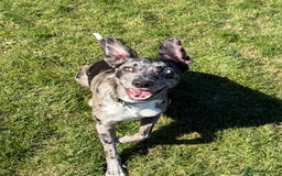 Lurcher dogs for stud: Collie x Whippet Stud  - Image 1