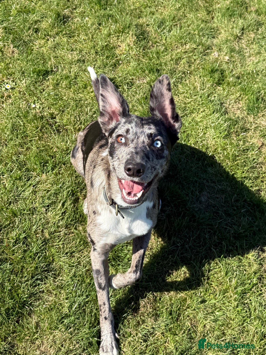 Lurcher dogs for stud: Collie x Whippet Stud  - Image 1