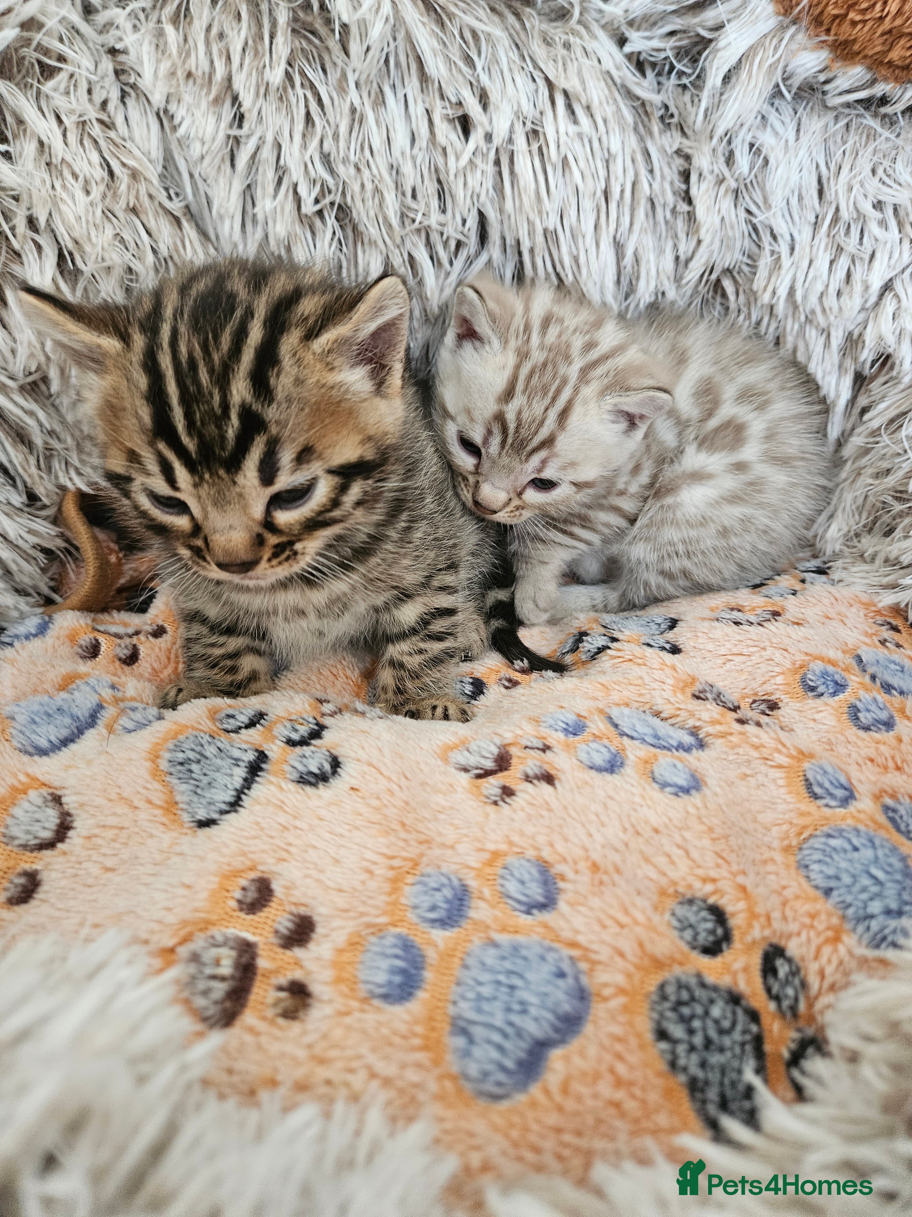 Bengal cats Stunning Bengal Kittens | TICA Registered - Advert 4