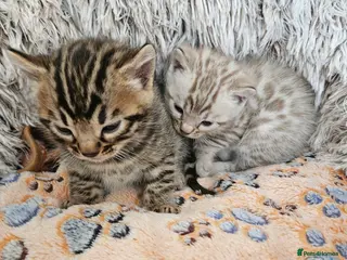 Bengal cats Stunning Bengal Kittens | TICA Registered - Advert 4
