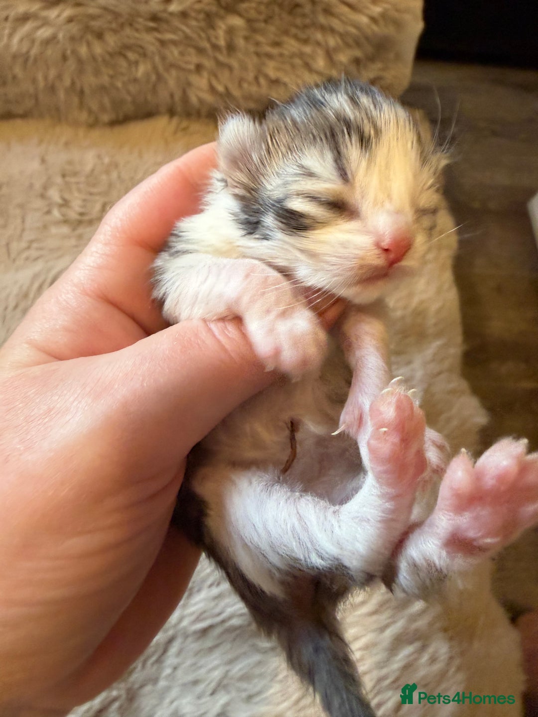 Exotic cats for sale: Beautiful exotic Persian babies - Advert 12