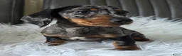 Miniature Dachshund dogs for sale: KC reg, mini daxi. 5* licensed - Advert 5