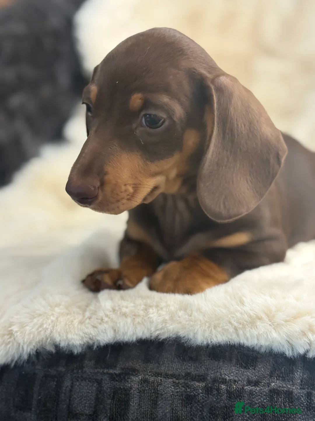 Miniature Dachshund dogs for sale: Top quality mini smooth dachshund pups  - Advert 17