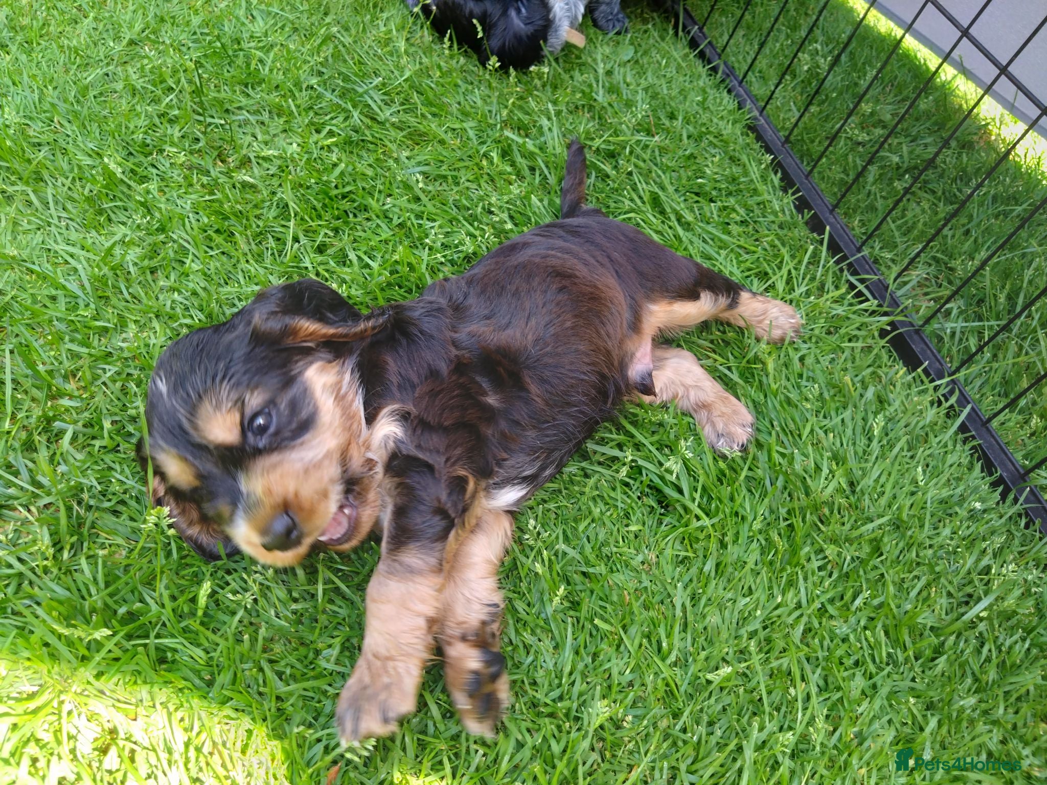 Cocker Spaniel dogs KC registered show type Cocker spaniel puppies  - Advert 2