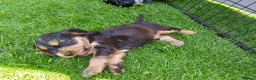 Cocker Spaniel dogs for sale: KC registered show type Cocker spaniel puppies  - Advert 11