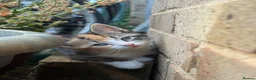 Mixed Breed cats for sale: 3 Kittens looking for their families  - Advert 4