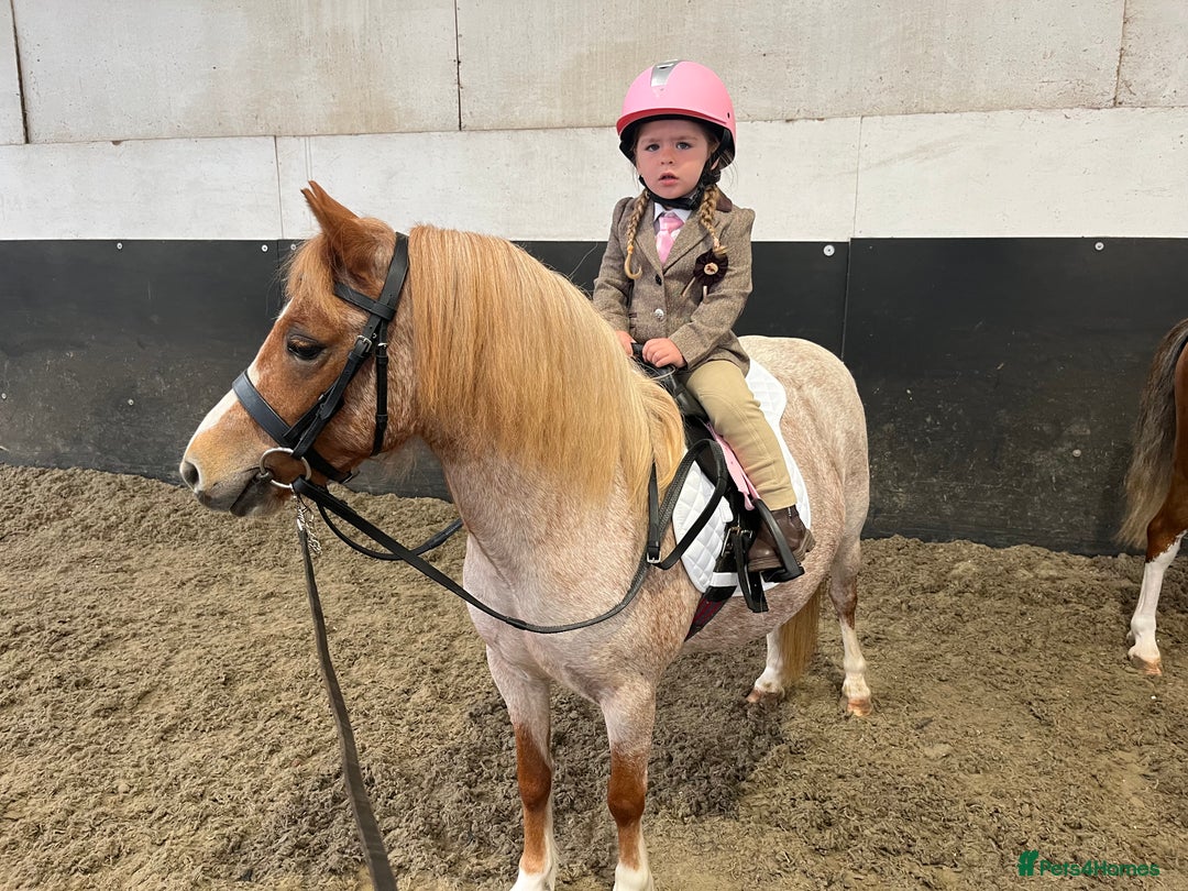 Welsh Section A horses for sale: Toni The Pony 10.3hh Mare 🦄 - Image 1