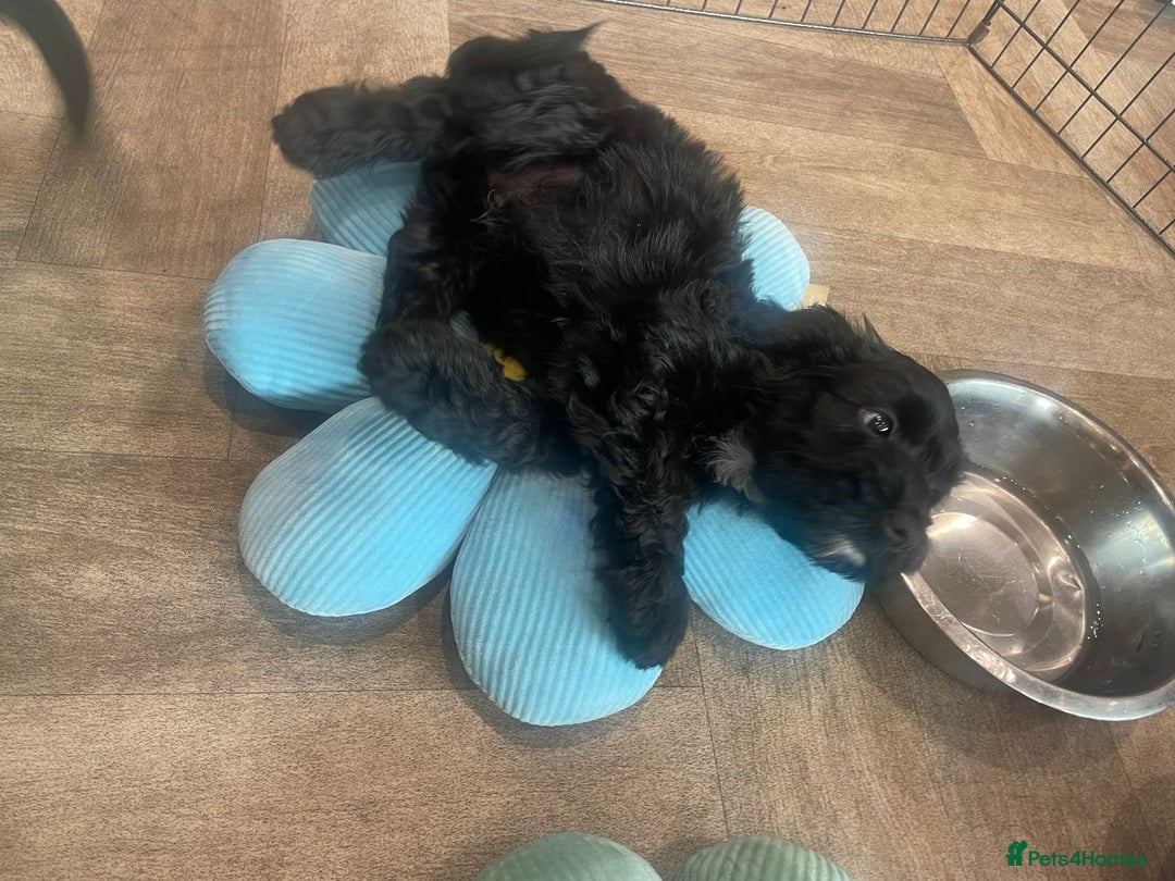 Cockapoo dogs for sale: READY NOW..!  cockapoos *1 girl 2boys* - Image 6