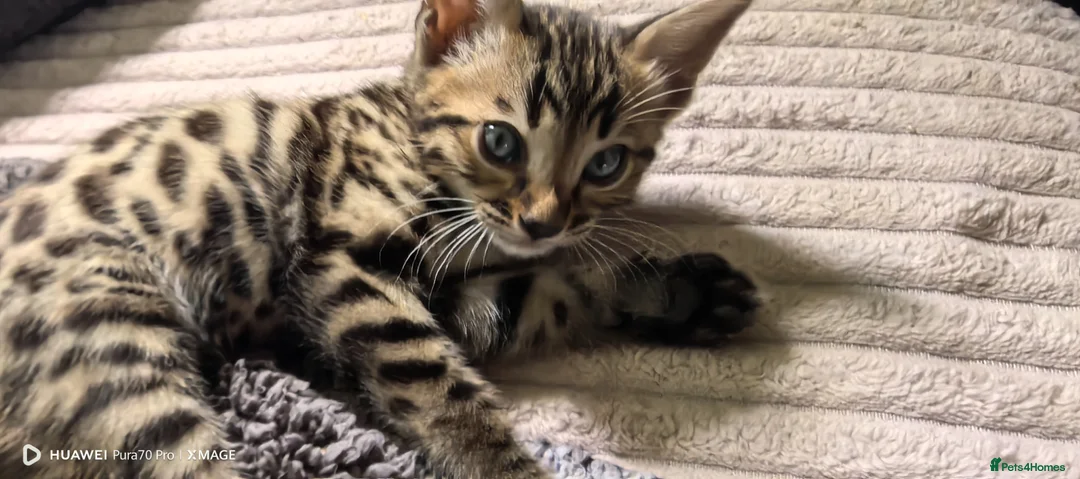 Bengal cats for sale: Bengal boys  - Advert 1