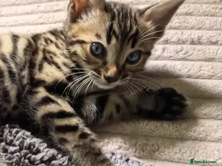 Bengal cats Bengal boys - Advert 1
