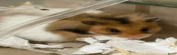 Hamster rodents for sale: Friendly Syrian Hamster + Full Deluxe Setup - Advert 3