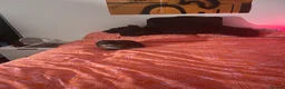 Mini Lop rabbits for sale: Mini Lop Rabbit called Bean  - Advert 1