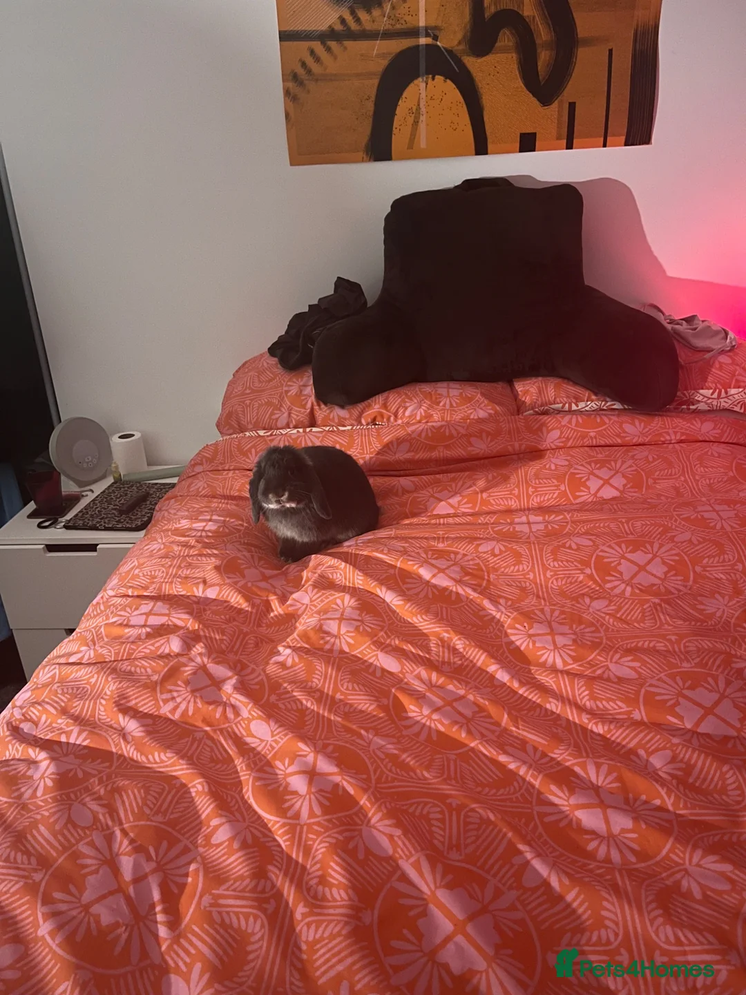 Mini Lop rabbits for sale: Mini Lop Rabbit called Bean  - Advert 1