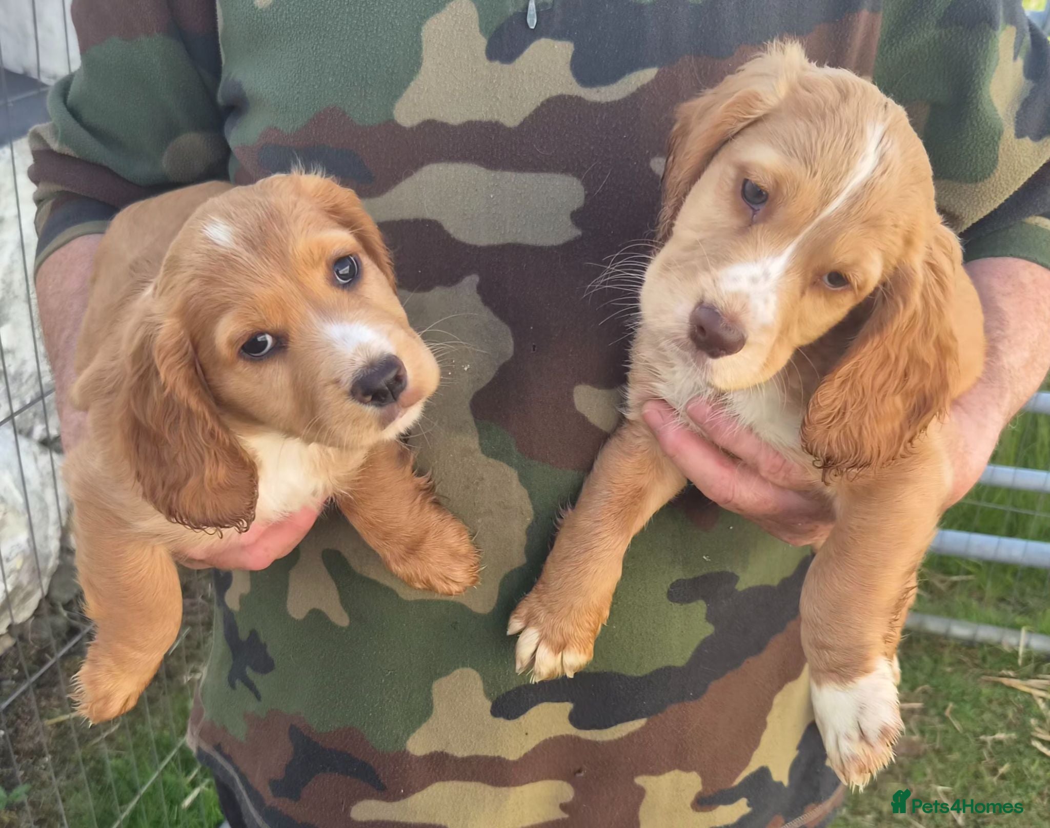Cocker Spaniel dogs Cocker spaniel puppies - Advert 2