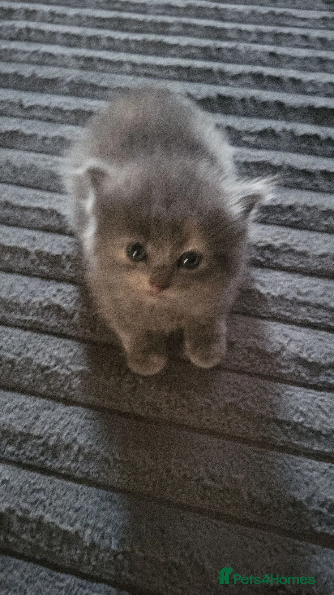 Mixed Breed cats for sale: Beautiful grey and cream girl  - Advert 2