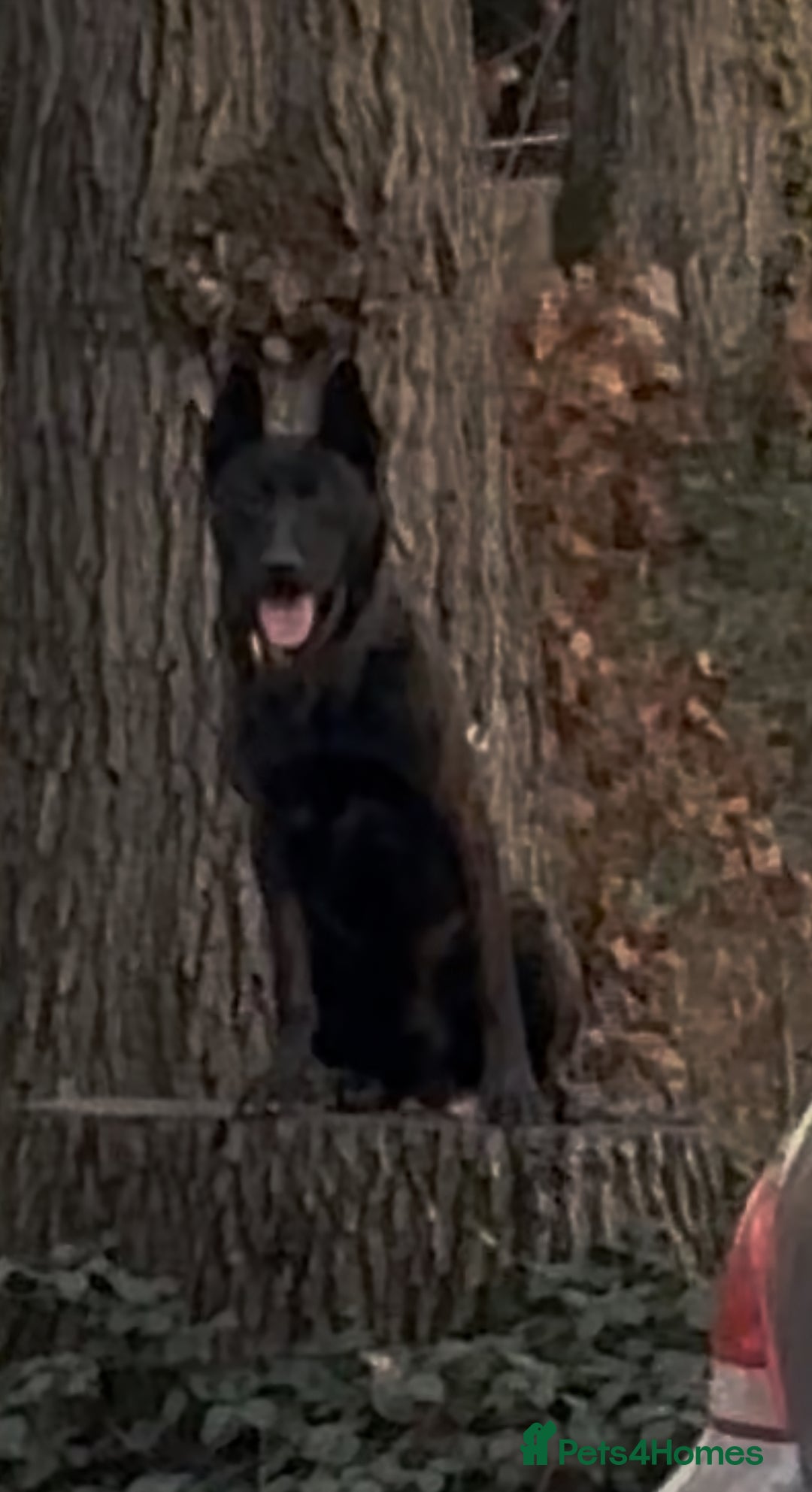 Belgian Shepherd Dog dogs for sale: Imported Dutch Shepherd “Odin” – Obedient & Stable - Advert 3