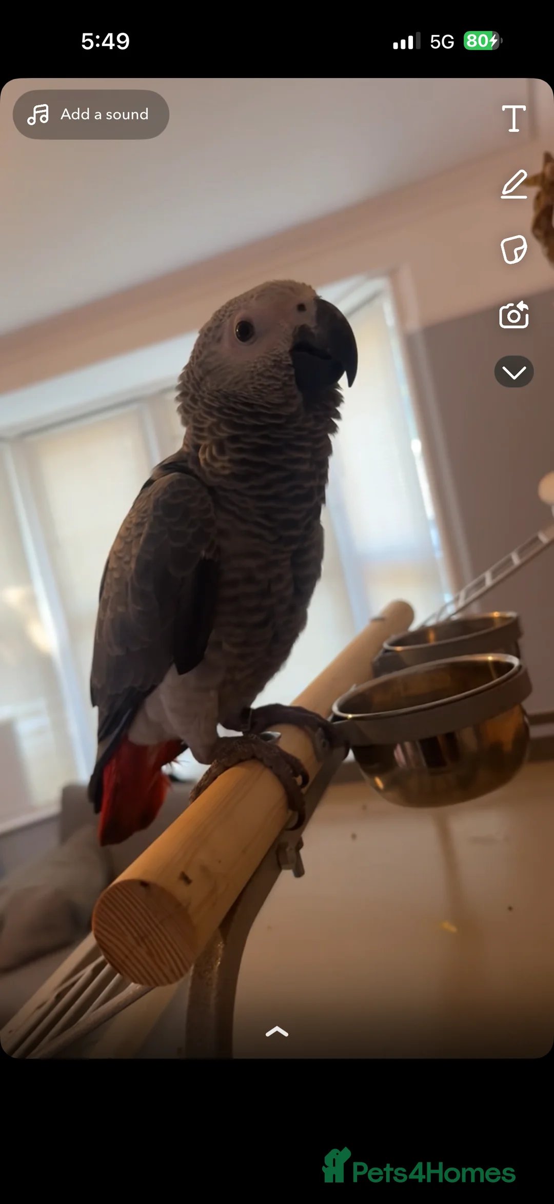 Parrots birds for sale: ECHO AFRICAN GREY PARROT  in Worthing - Advert 4