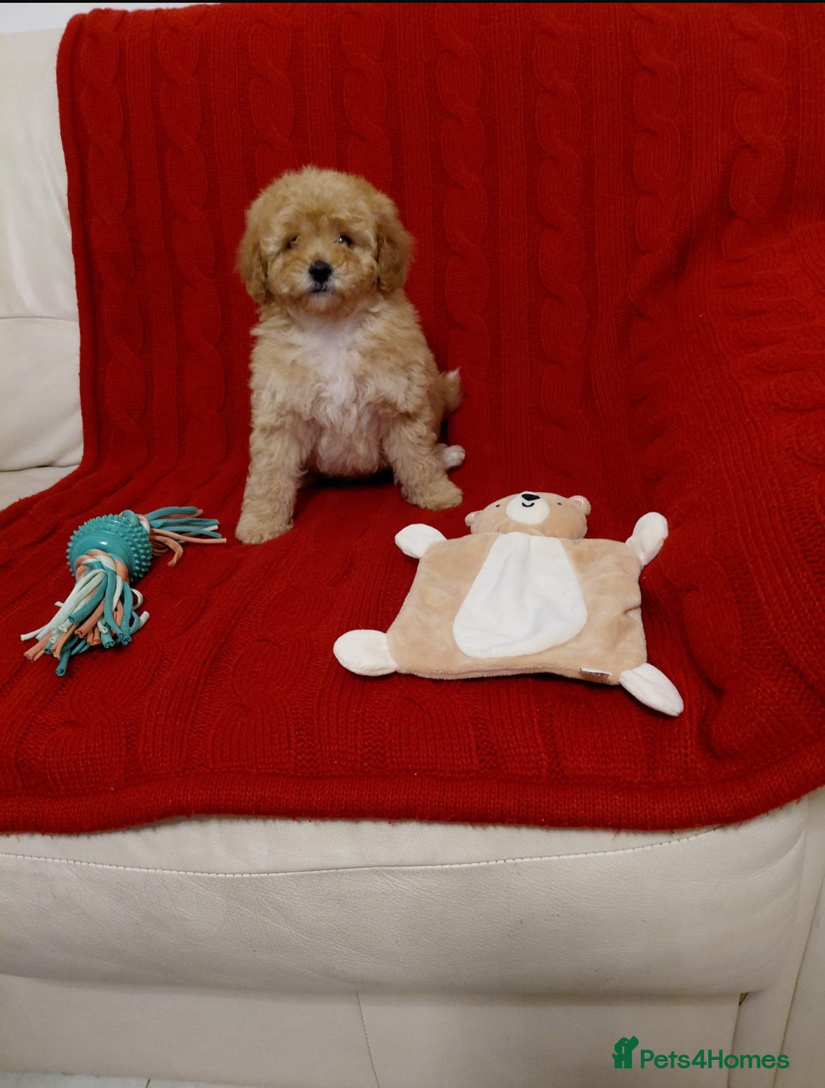 Cavapoo dogs Last girl remaining- gorgeous cavapoo for sale  - Advert 13