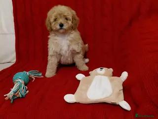 Cavapoo dogs Last girl remaining- gorgeous cavapoo for sale - Advert 5