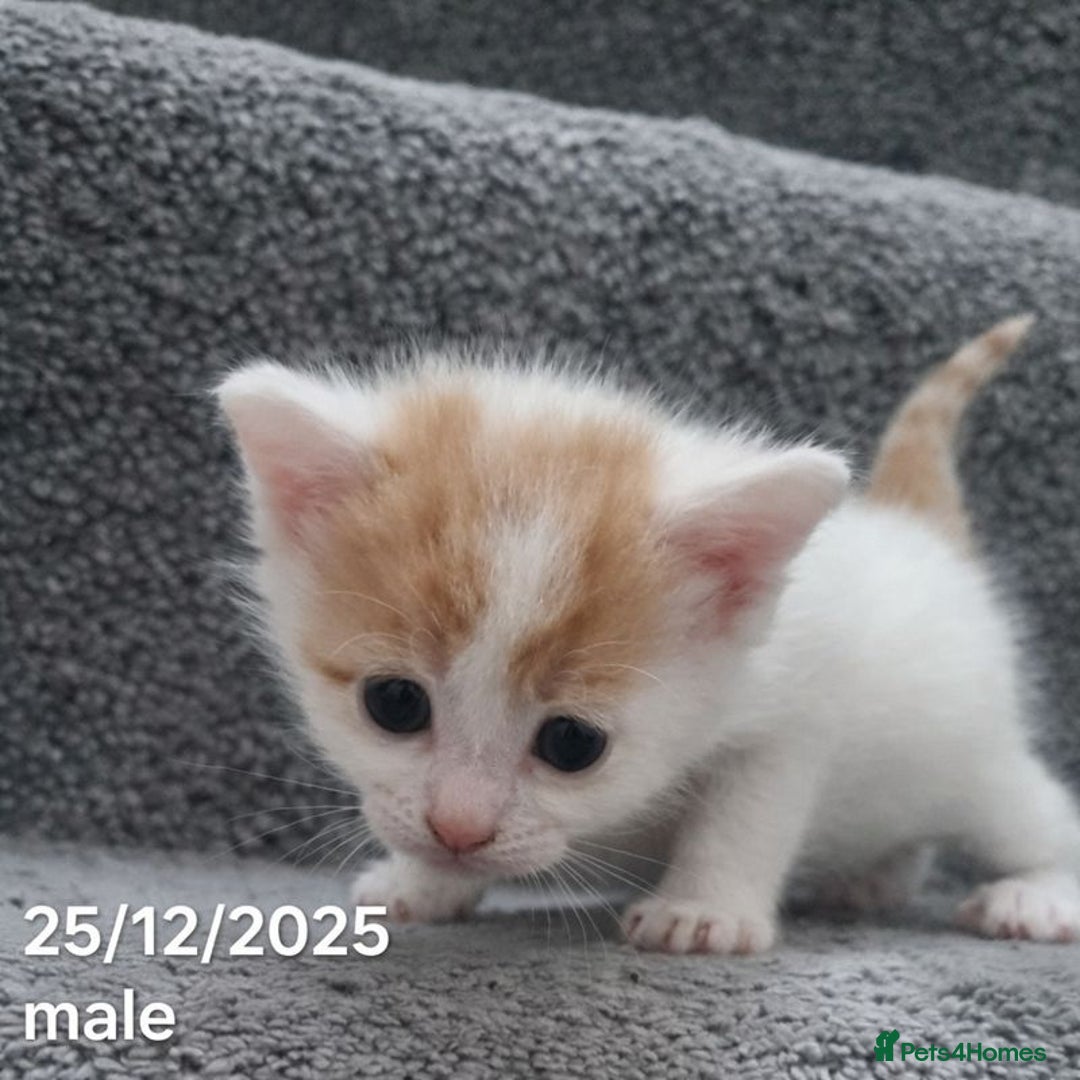 Mixed Breed cats for sale: Beautiful Kittens for Sale – 3 Females & 3 Males - Advert 9