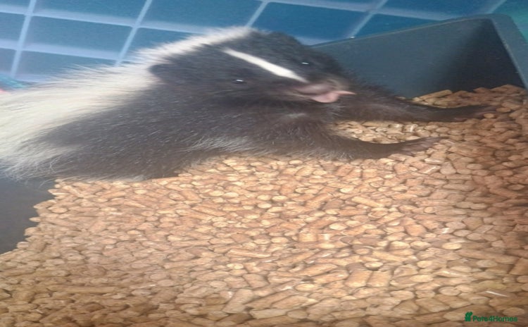 Ferret rodents - Advert 3