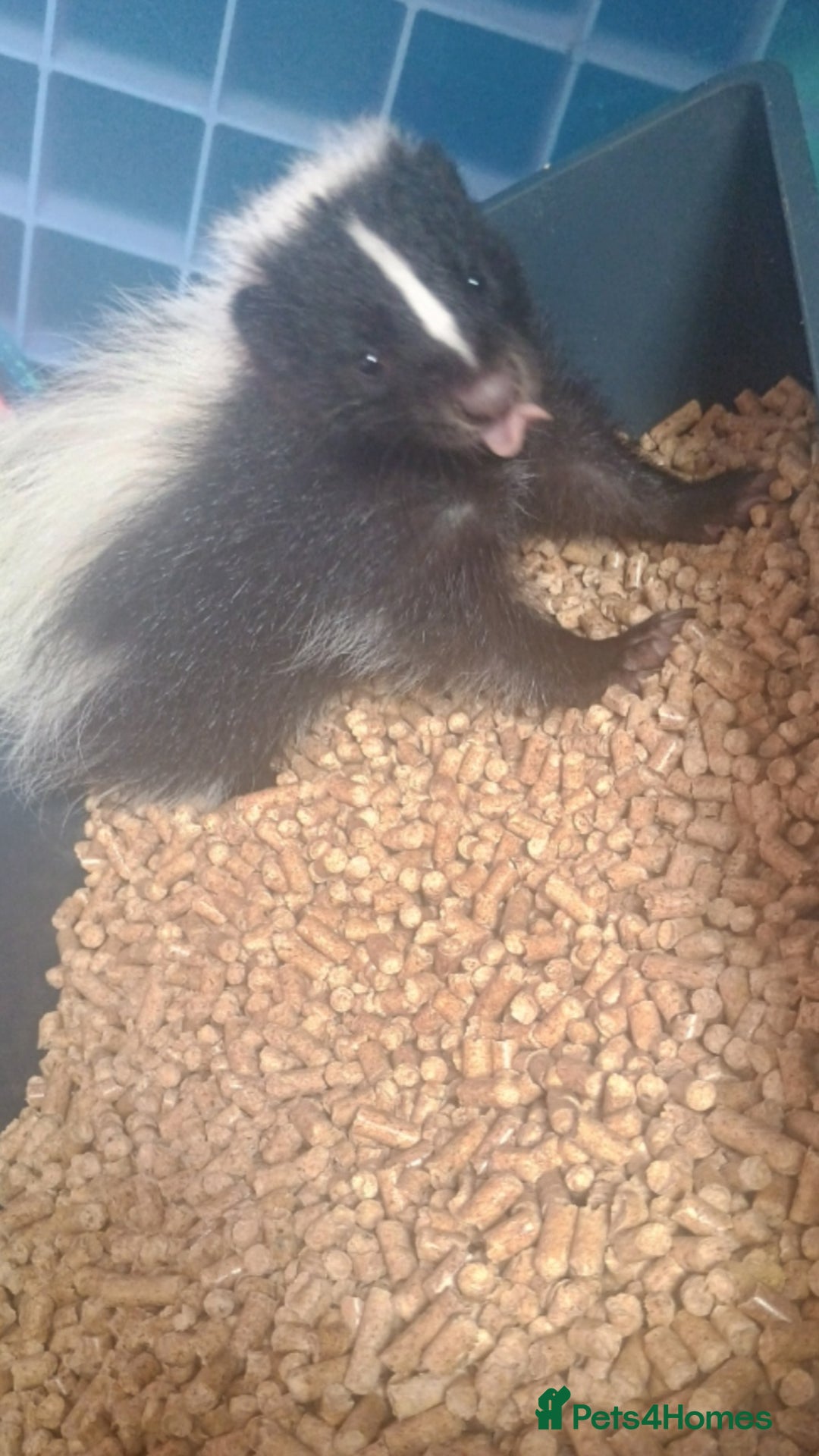Ferret rodents for sale: Experienced home needed for special skunk - Image 1