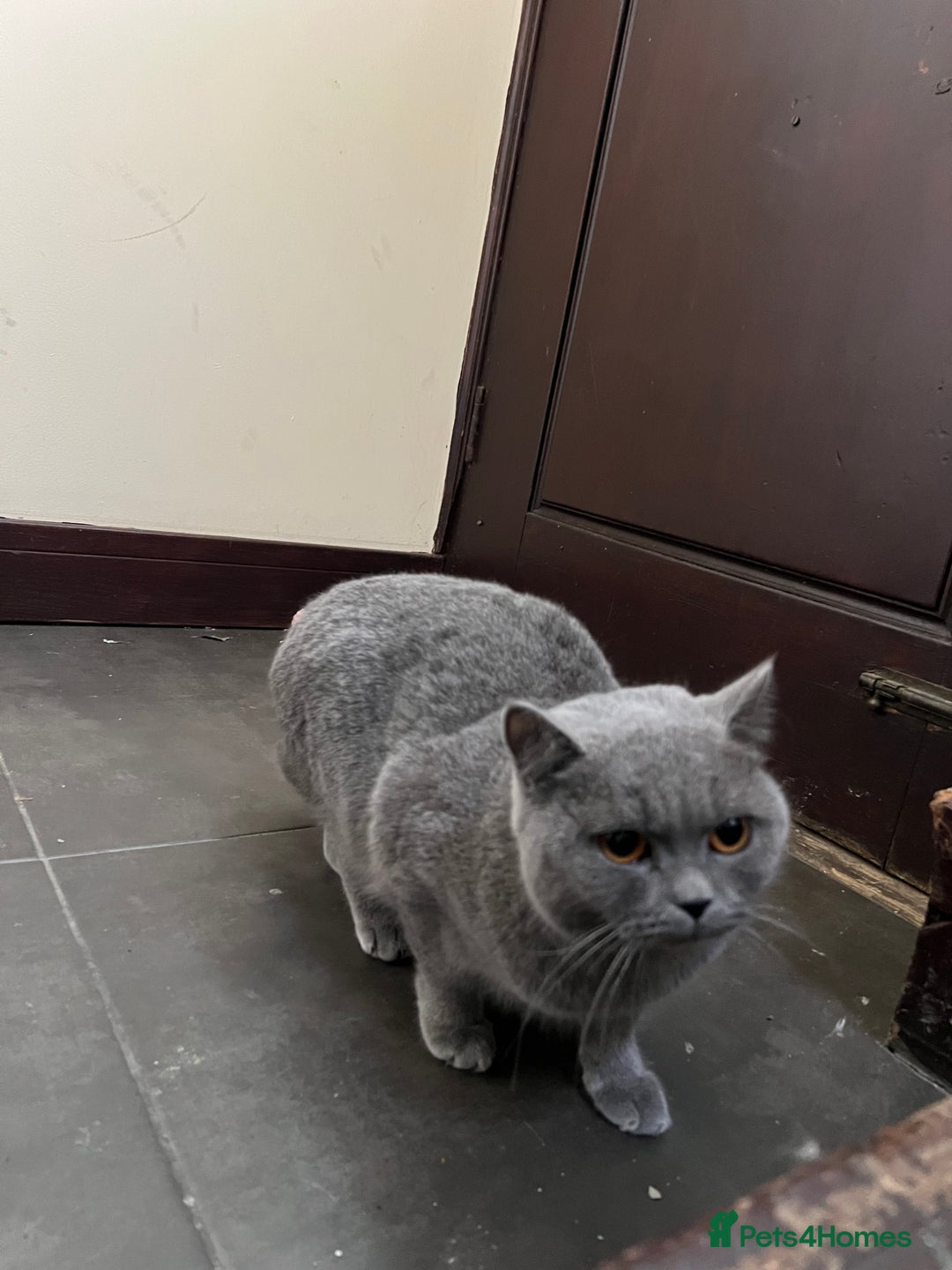 British Shorthair cats for sale: Female BSH - Advert 4
