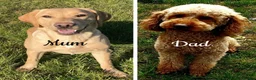 Labradoodle dogs for sale: Fully Health Tested F1 Miniature Labradoodles  - Advert 12